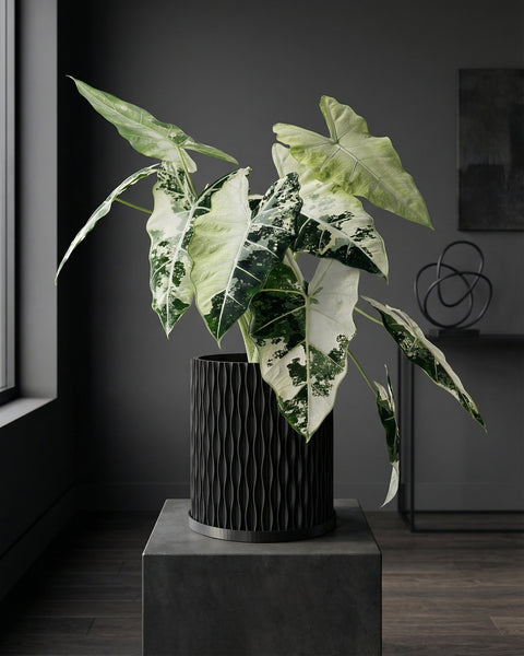 A tall plant in a black, textured planter pot sits on a dark wooden floor. The pot has a unique, swirling pattern.