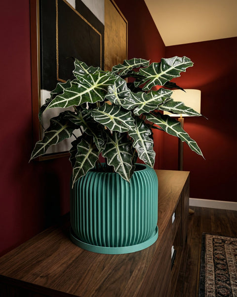 A vibrant golden pothos plant cascades from a textured, light blue planter pot on a wooden shelf.