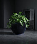 A Monstera Adansonii plant in a dark blue ribbed planter pot with a matching saucer, set against a dark gray background.