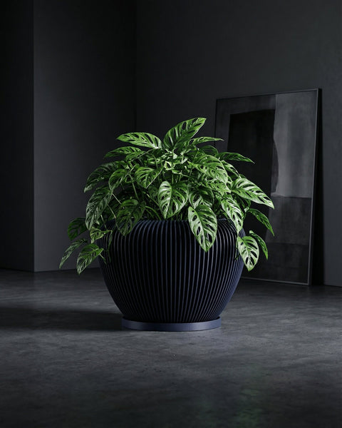 A Monstera Adansonii plant in a dark blue ribbed planter pot with a matching saucer, set against a dark gray background.