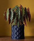 A Begonia Maculata plant in a dark blue planter pot with a geometric pattern, sitting on a wooden surface against a yellow background.