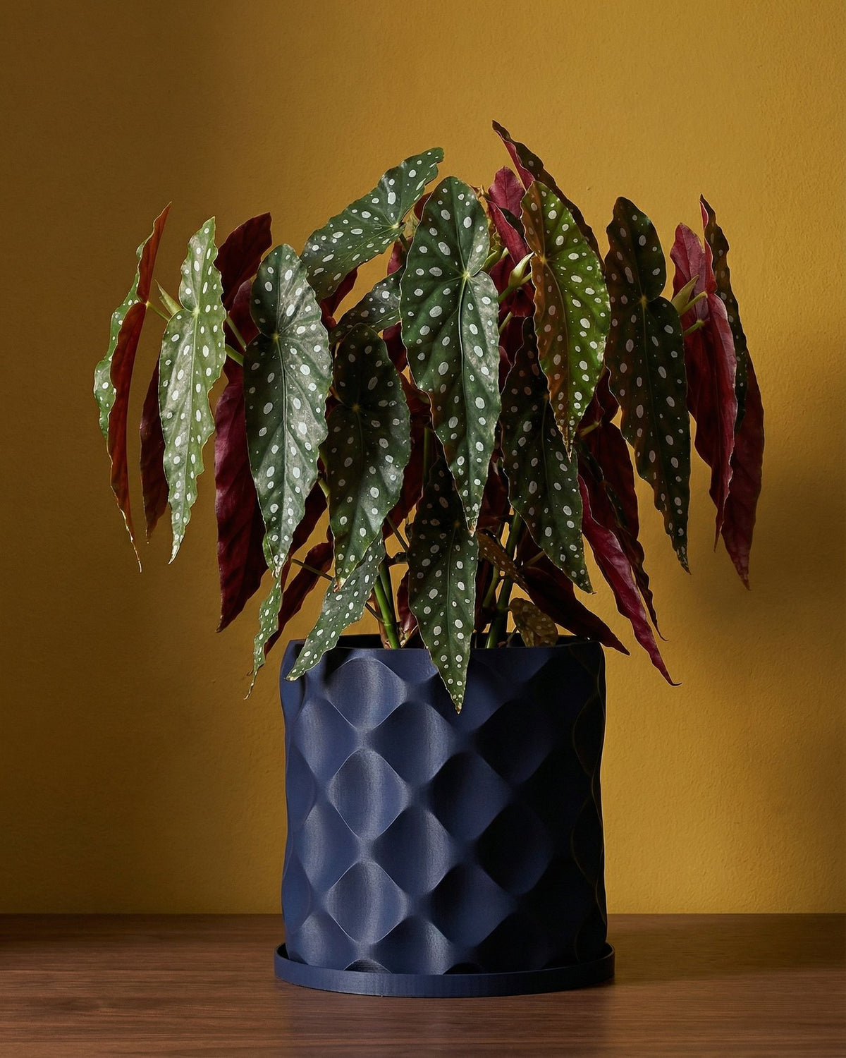 A Begonia Maculata plant in a dark blue planter pot with a geometric pattern, sitting on a wooden surface against a yellow background.