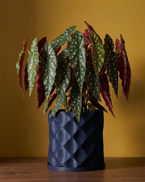 A Begonia Maculata plant in a dark blue planter pot with a geometric pattern, sitting on a wooden surface against a yellow background.