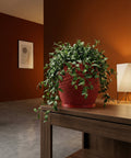 A red planter pot with a green plant sits on a wooden table next to a lamp. The pot has a textured design.
