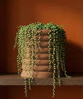 A string of pearls plant spills over the side of a brown, ribbed planter pot on a wooden shelf against a brown wall.