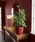 A red planter pot with a monstera plant sits on a wooden table in a room with red walls.