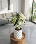 A white planter pot with a textured surface sits on a round, wooden table. The pot contains a plant with large, variegated leaves.