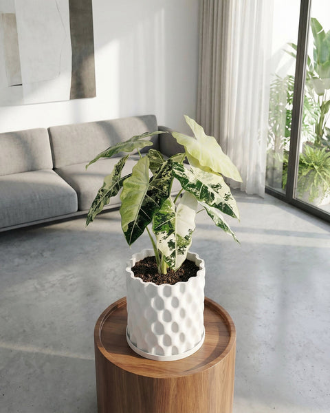 A white planter pot with a textured surface sits on a round, wooden table. The pot contains a plant with large, variegated leaves.