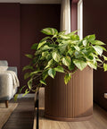 A potted pothos plant sits atop a wooden table. The planter pot is a brown, cylindrical design with vertical ribbing.