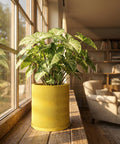 A vibrant green plant sits in a yellow, wavy-textured planter pot on a wooden windowsill, bathed in warm sunlight.