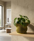 A vibrant green plant sits in a modern, striped planter pot, casting a shadow on the dark gray wall behind it.