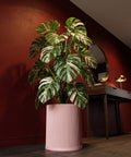 A Monstera plant in a pink, ribbed planter pot sits on a wooden floor against a red wall.