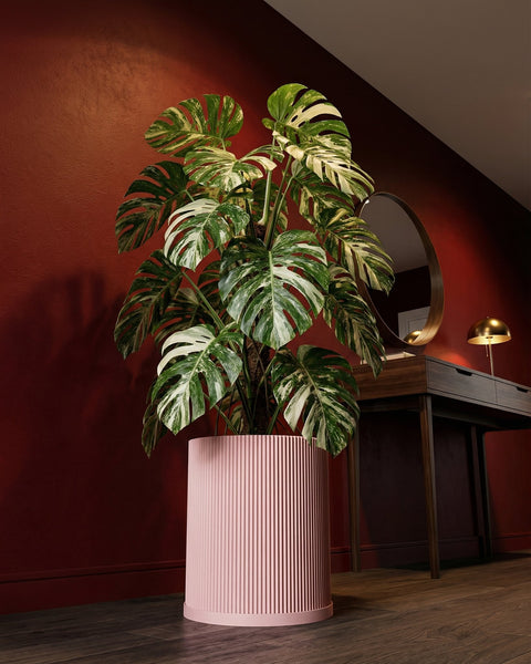 A Monstera plant in a pink, ribbed planter pot sits on a wooden floor against a red wall.
