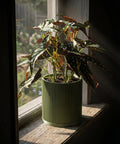 A begonia plant in a green, ridged planter pot sits on a weathered wooden windowsill, bathed in sunlight.