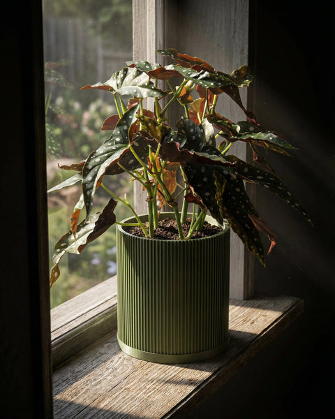 A begonia plant in a green, ridged planter pot sits on a weathered wooden windowsill, bathed in sunlight.