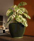 A Monstera plant in a green, vertically ribbed planter pot sits on a wooden surface against a warm-toned wall.