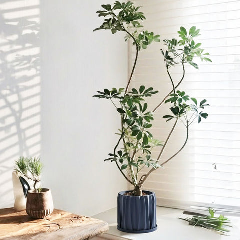 Deep Ocean Blue Kurtain