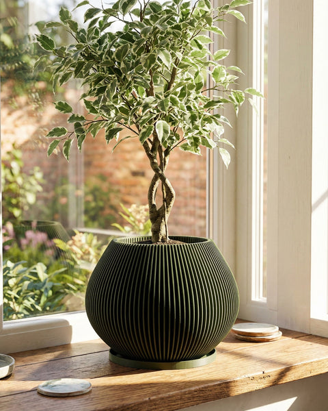 A large rubber plant sits in a green planter pot with vertical ridges, positioned near a window in a modern living space. Sunlight streams across the wooden floor, highlighting the plant's glossy leaves and the pot's unique design. In the background, a gray sofa and marble side table add to the contemporary aesthetic.