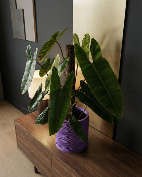 A vibrant purple planter pot with a wavy design, holding a lush green plant, sits atop a wooden cabinet.