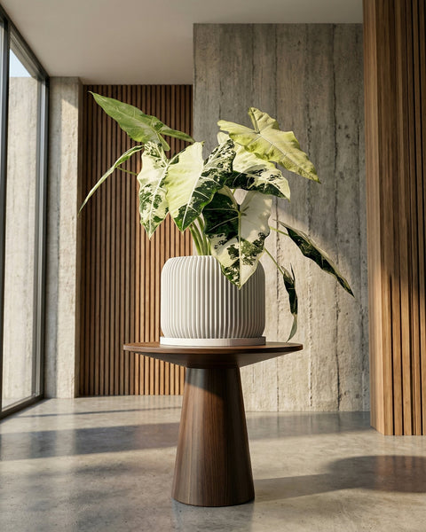 A white planter pot with a green plant sits on a dark wood table in a room with red walls.