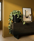 A black, vertically-striped planter pot sits atop a dark wood cabinet, overflowing with a lush, green plant with silver-spotted leaves.