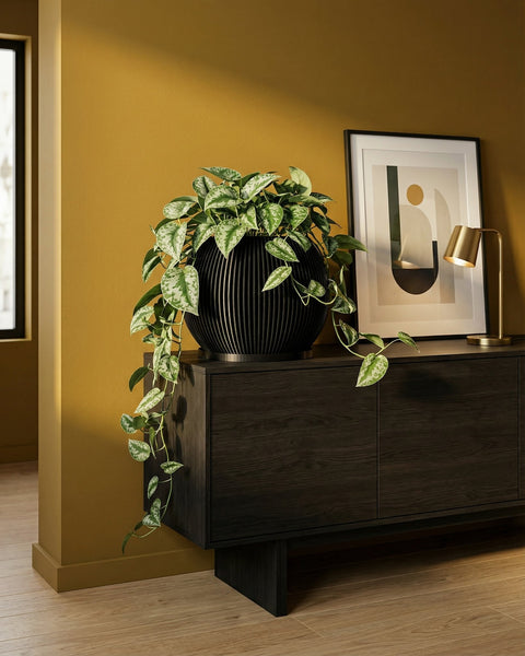 A black, vertically-striped planter pot sits atop a dark wood cabinet, overflowing with a lush, green plant with silver-spotted leaves.