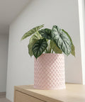 A potted Alocasia plant in a pink woven planter sits on a light wood surface against a white wall.