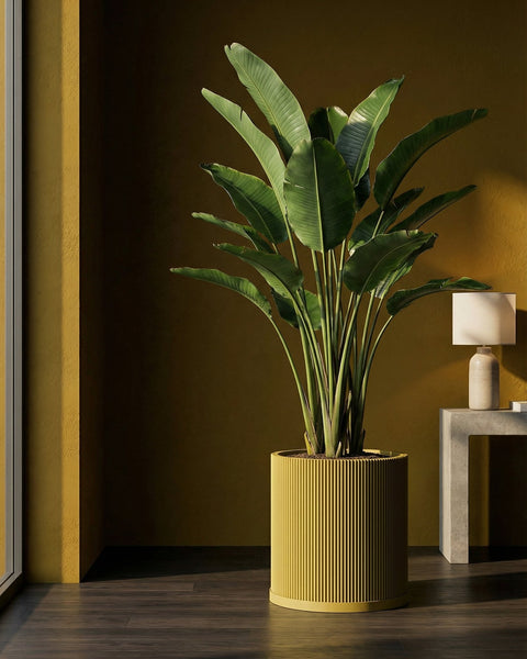 A large bird of paradise plant in a yellow ribbed planter pot sits on a dark wood floor next to a gray side table and lamp.