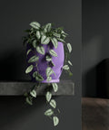 A purple planter pot with a plant on a gray shelf against a dark gray wall. The plant has green and white leaves.