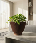 A green pothos plant sits in a brown, vertically-striped planter pot on a concrete table. The pot has a matching saucer. The background features a bright, modern living room with sheer curtains, a gray sofa, and a built-in bookshelf.