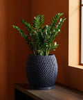 A ZZ plant in a textured, dark blue planter sits on a wooden shelf against an orange wall with a window.