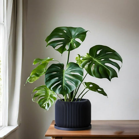 Deep Ocean Blue Nest