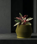 A tall rubber plant in a fluted yellow planter pot sits on a dark gray platform in a modern, minimalist room. The plant's glossy green and bronze leaves reach towards the ceiling. A black marble console table and framed artwork are visible in the background.