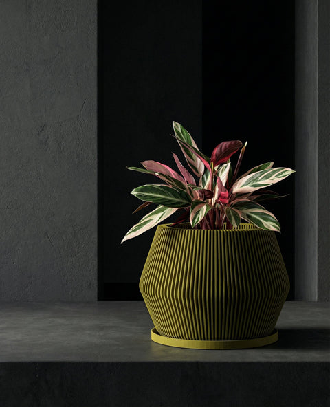A tall rubber plant in a fluted yellow planter pot sits on a dark gray platform in a modern, minimalist room. The plant's glossy green and bronze leaves reach towards the ceiling. A black marble console table and framed artwork are visible in the background.
