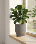 A fiddle-leaf fig plant in a gray, vertically-ribbed planter pot sits on a light wood windowsill next to a window.