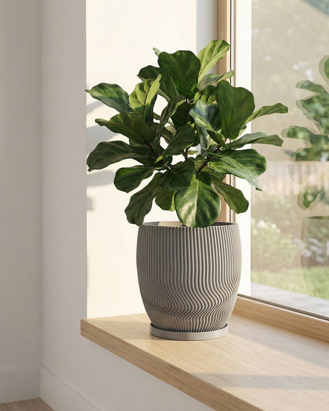 A fiddle-leaf fig plant in a gray, vertically-ribbed planter pot sits on a light wood windowsill next to a window.