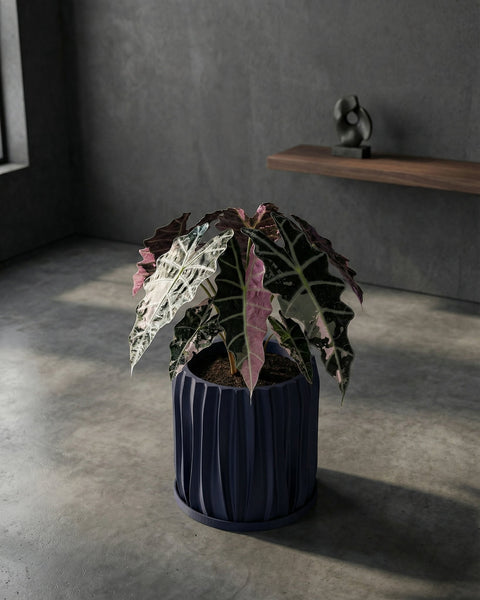 A blue planter pot with a textured design sits on a wooden bench, filled with a lush green plant with unique leaf shapes.