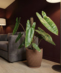 A brown planter pot with a textured design holds a large green plant with water droplets on its leaves, next to a gray couch.
