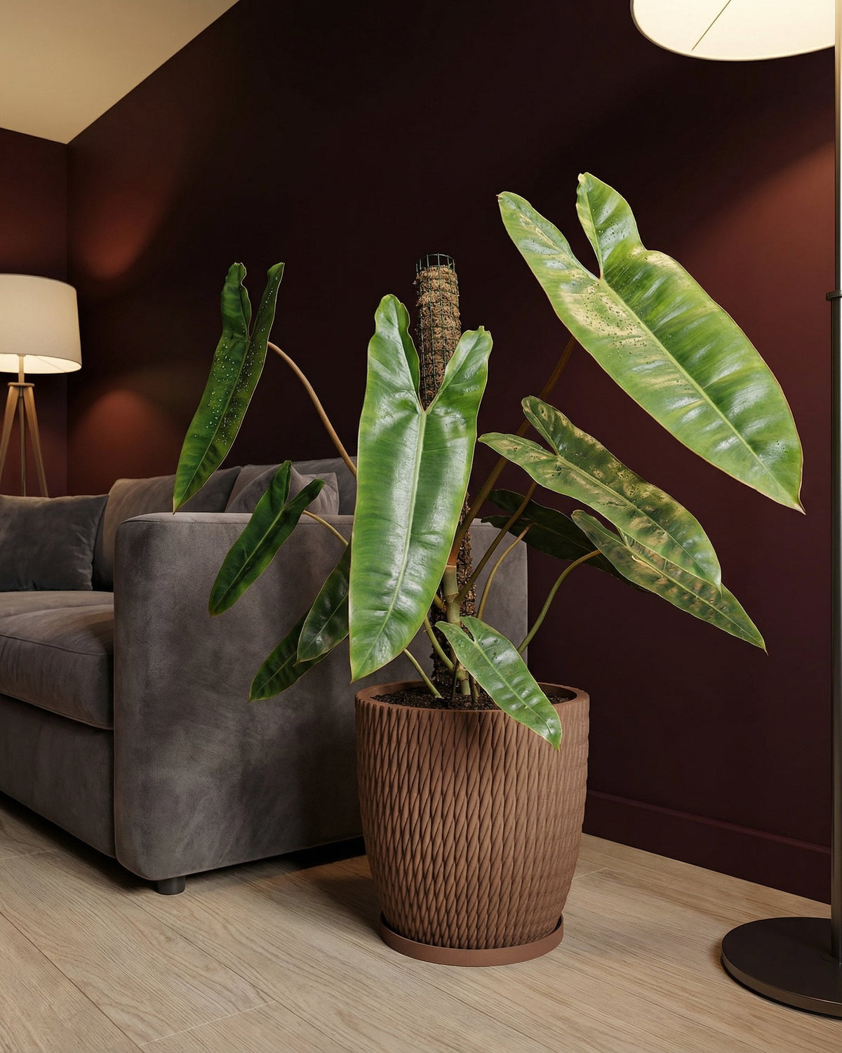 A brown planter pot with a textured design holds a large green plant with water droplets on its leaves, next to a gray couch.