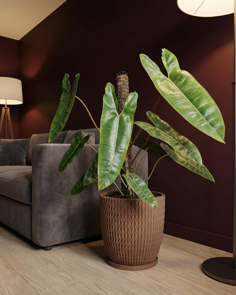 A brown planter pot with a textured design holds a large green plant with water droplets on its leaves, next to a gray couch.