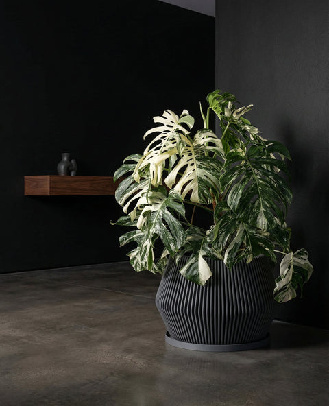 A large green plant in a dark gray planter pot sits on a light wood shelf next to a window with sheer white curtains. A small succulent planter and a stack of books are also on the shelf.