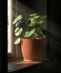 A houseplant in a textured terracotta planter pot sits on a windowsill, bathed in sunlight.