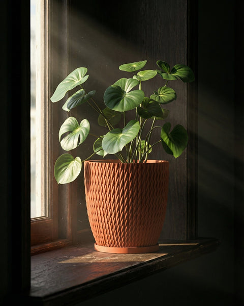 A houseplant in a textured terracotta planter pot sits on a windowsill, bathed in sunlight.
