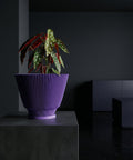 A purple planter pot with a plant inside sits on a dark gray table in a room with dark gray walls and a dark gray floor. The planter pot is ribbed and has a flared shape. The plant has green leaves with white spots and red undersides.