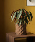 A begonia plant sits in a brown planter pot with a geometric pattern, placed on a wooden table against a yellow wall.