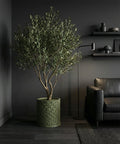 A green planter pot with a geometric design holds a large olive tree in a dimly lit room with a black couch and shelves.