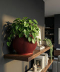 A red planter pot with a ribbed design sits on a light wood cabinet. A green plant with long, pointed leaves grows out of the pot. The background includes a window, a gray wall, a framed abstract print, and a floor lamp. A textured rug is partially visible in the foreground.