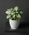 A white planter pot with a green and white plant sitting on a dark shelf against a dark gray wall.