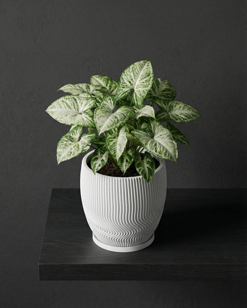 A white planter pot with a green and white plant sitting on a dark shelf against a dark gray wall.