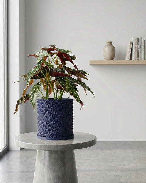 A begonia plant in a dark blue geometric planter sits atop a gray concrete table, with a shelf and books in the background.